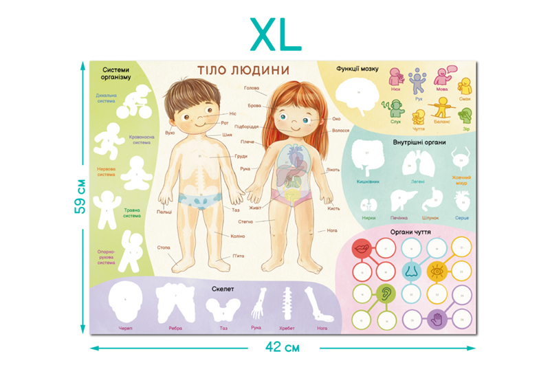 Навчальний постер з наклейками 300901 «Тіло людини» XL DoDo - Зображення 5
